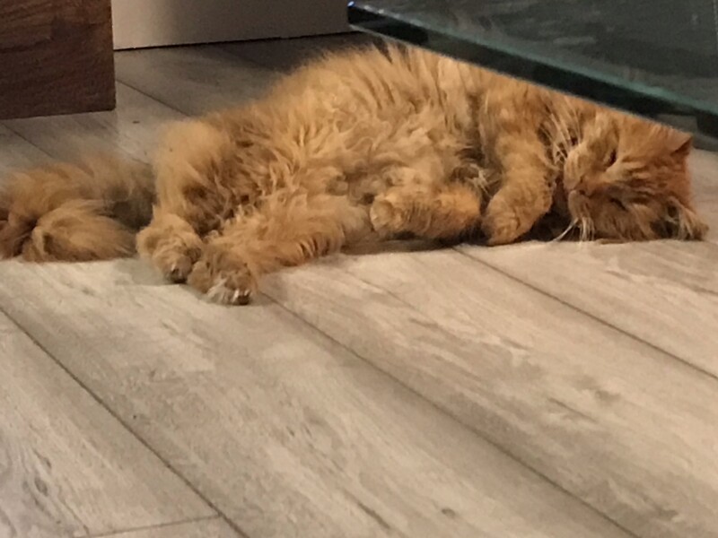Not my cats and friends