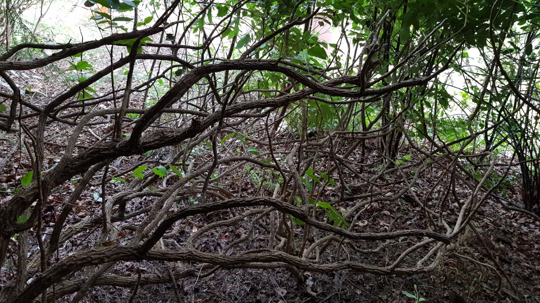 Can I save ancient leggy photinia and mahonia?