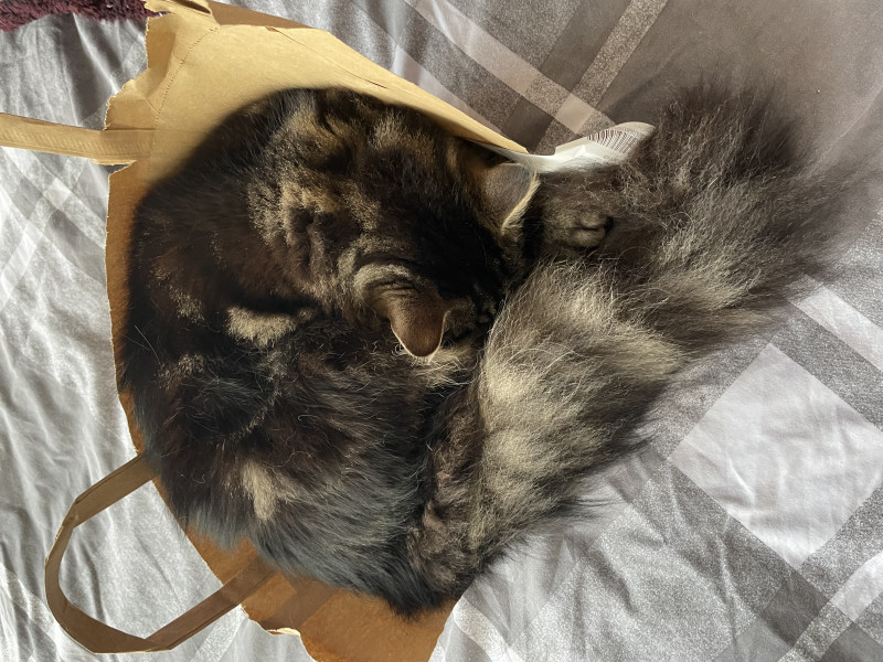Not my cats and friends