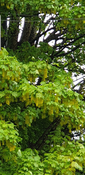 Help identifying a tree