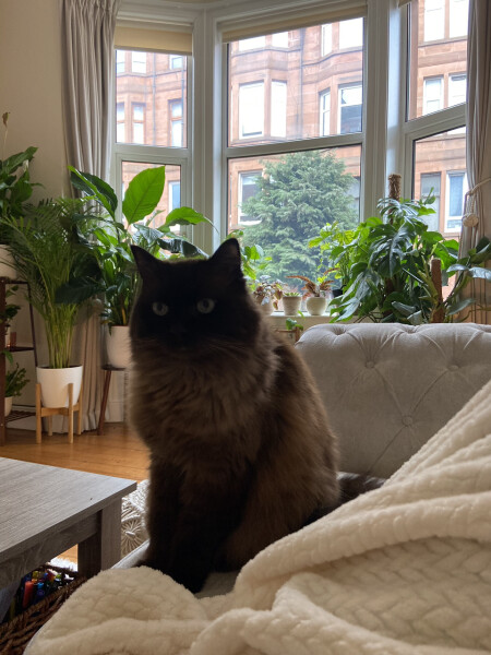What has your experience of ginger  cats been ? 