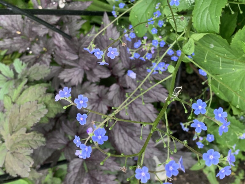 Shade-loving plants - like pulmonaria but not that