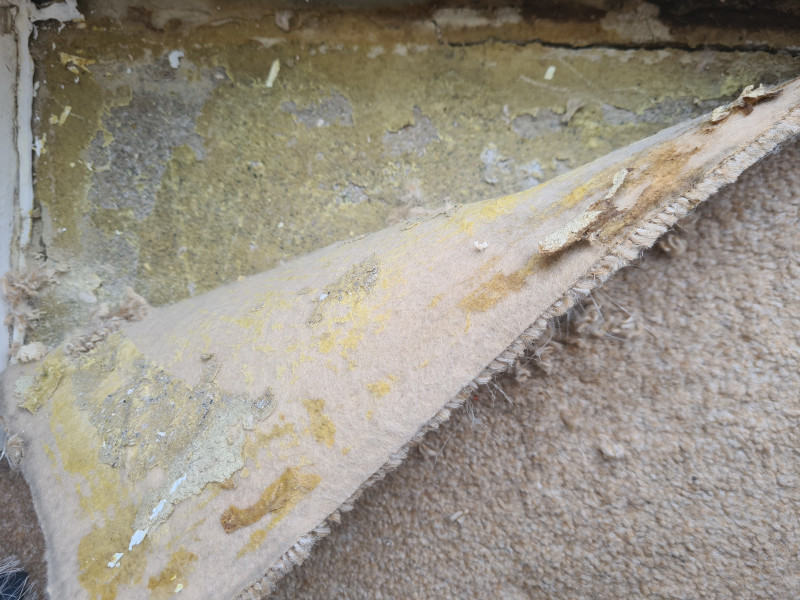 Someone has superglued our entire carpet to the concrete floor.