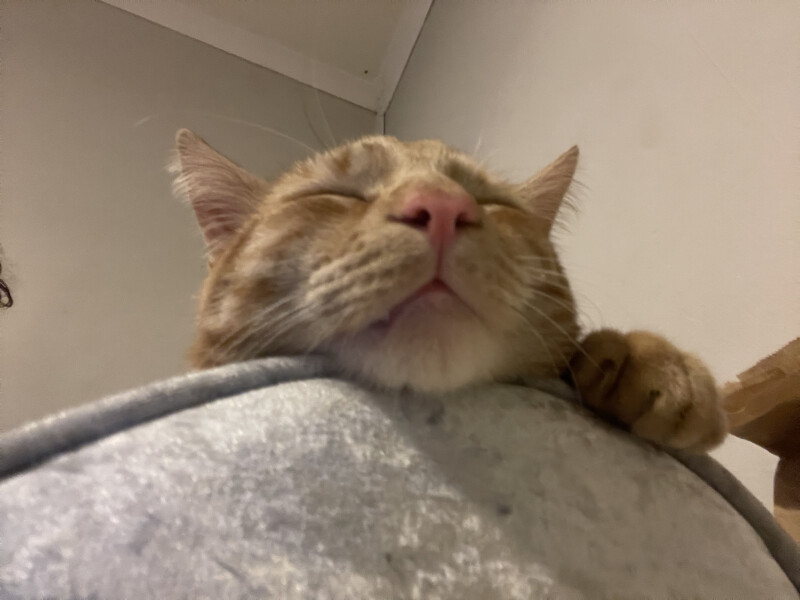 What has your experience of ginger  cats been ? 