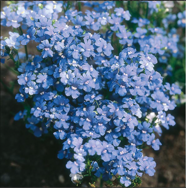 What are your favourite blue flowers?