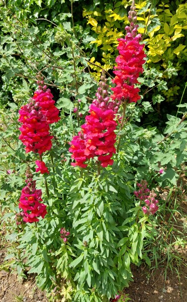 Anyone know what this plant is?