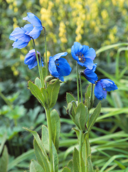 What are your favourite blue flowers?