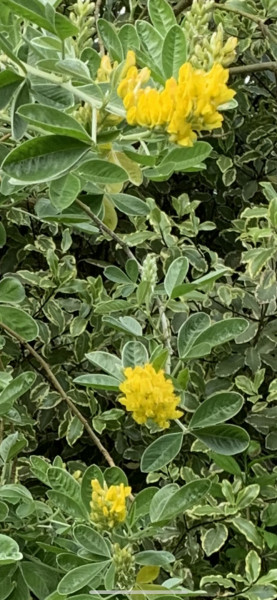What's this tree? (photo)