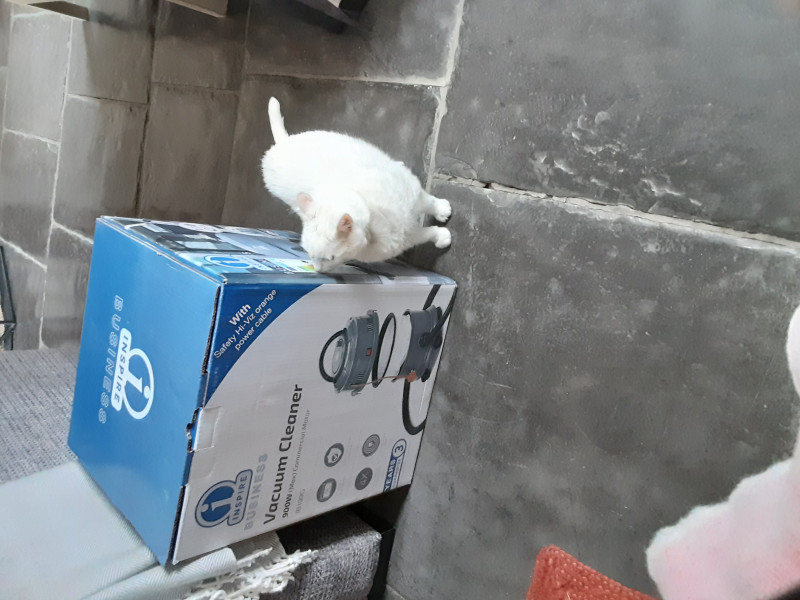 Cat photo thread