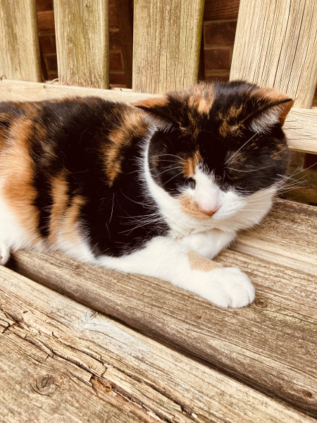 Friday Felines