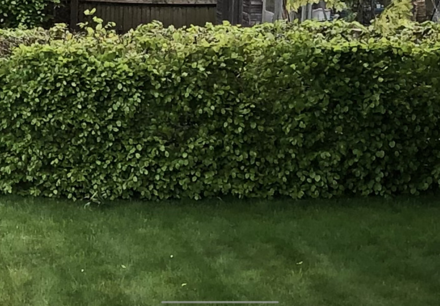 I want trees round the edge like this, how?!  Anyone good at identifying trees/bushes?