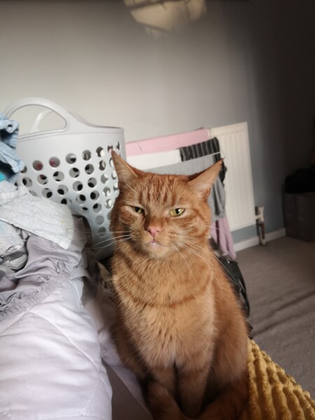 What has your experience of ginger  cats been ? 