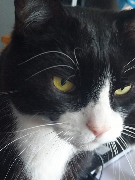 FIV cat - any general tips/experiences