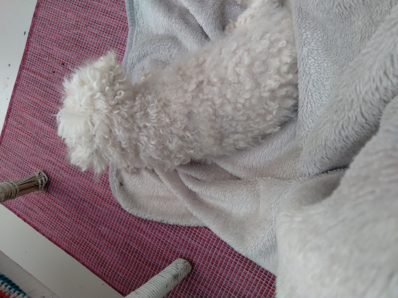 To not understand how to do a holiday with an old sleepy dog