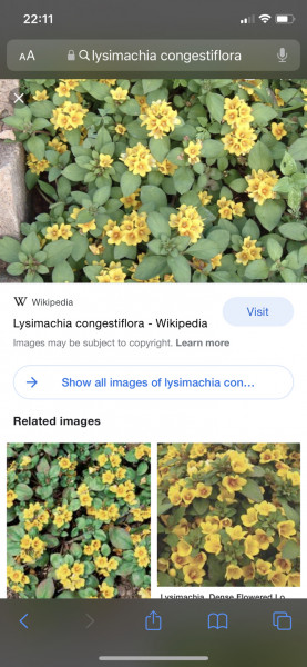 Id this perennial please