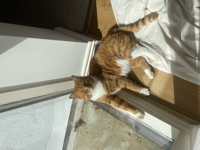 What has your experience of ginger  cats been ? 