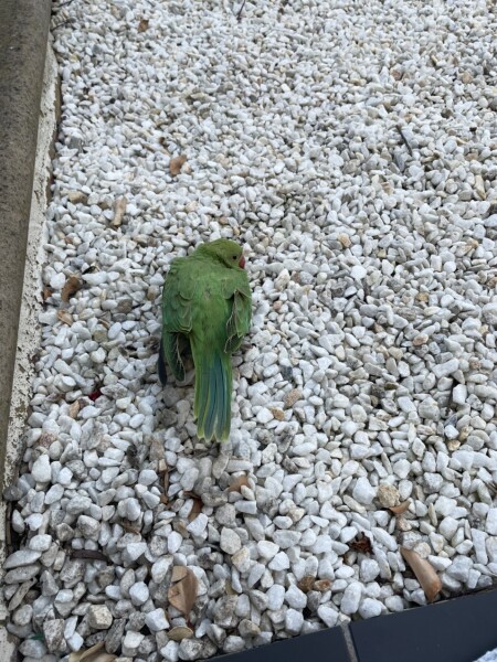Help! Poorly parakeet in my front garden