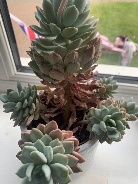 What's wrong with my plant?