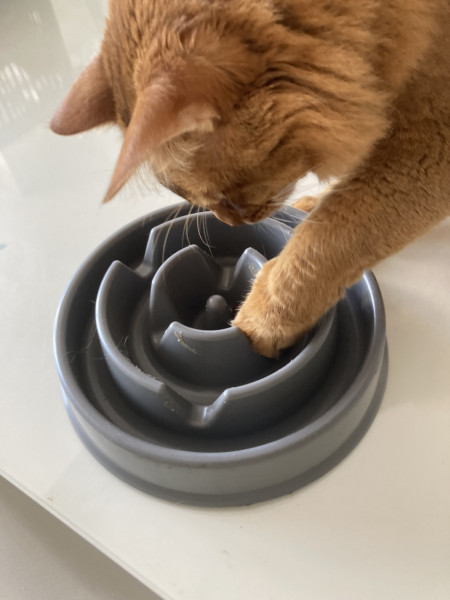 The vet says our cat needs fat camp