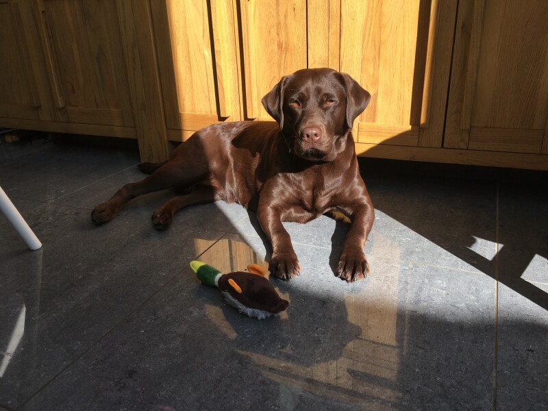 Tell me to stop looking at Labrador puppies