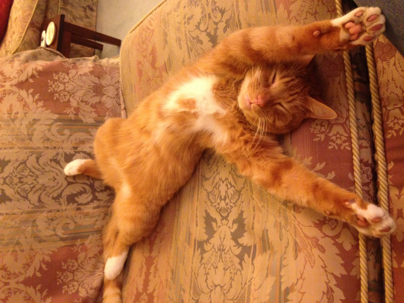 Let's see your relaxed cats