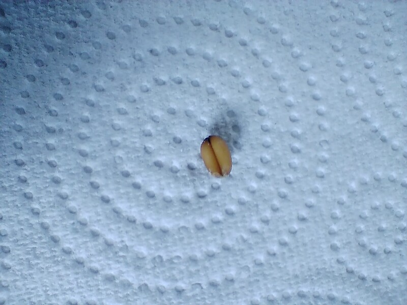 What is this inside my chicken??