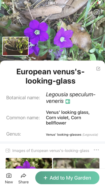 Is this watercress? 