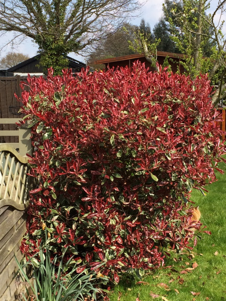 I want trees round the edge like this, how?!  Anyone good at identifying trees/bushes?