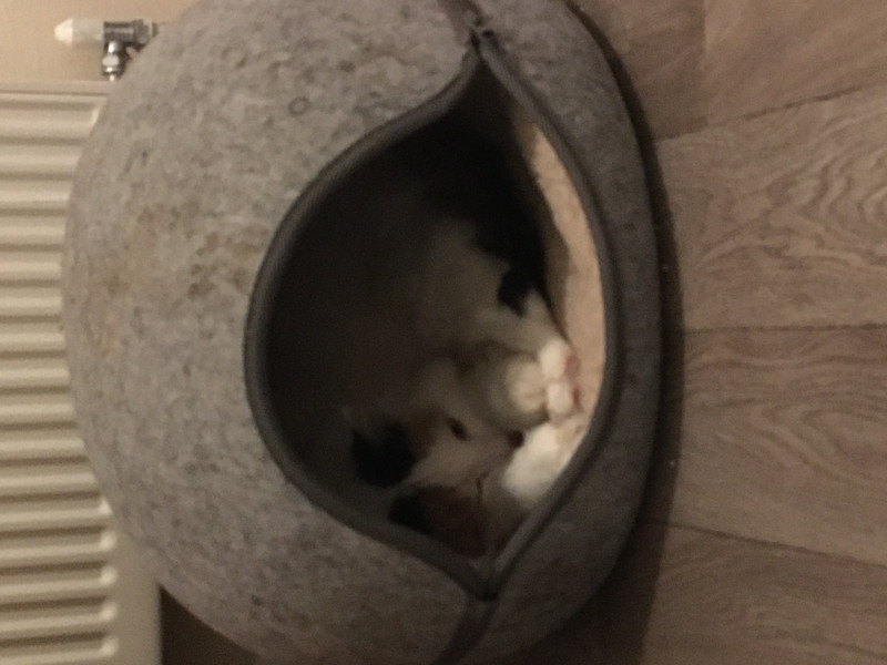Let's see your relaxed cats