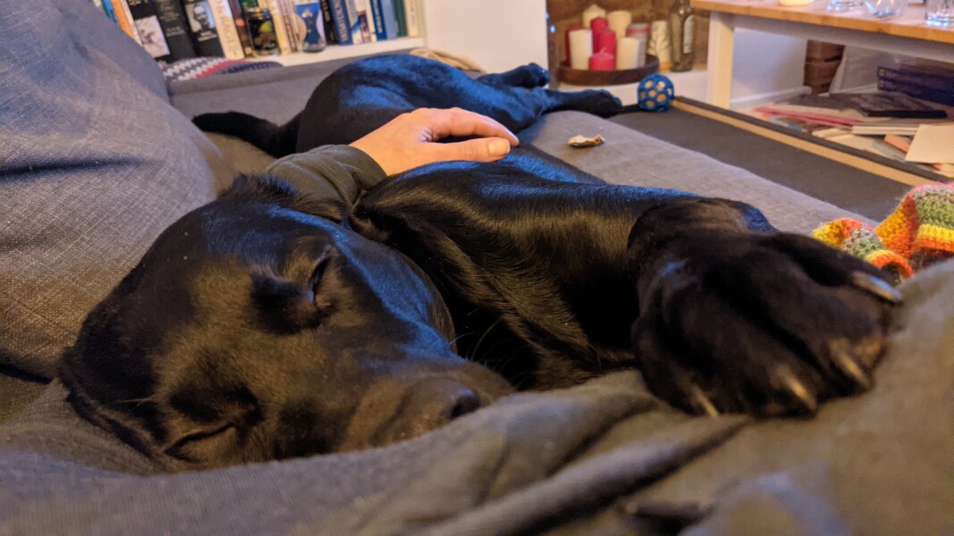 Tell me to stop looking at Labrador puppies