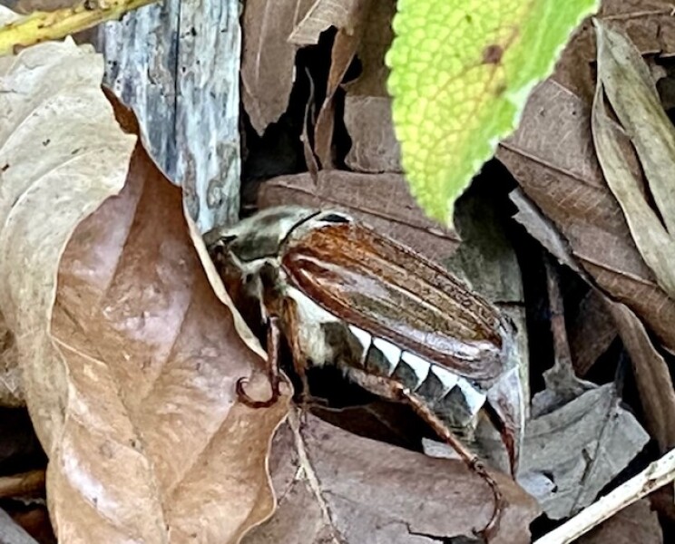 Can anyone identify this beetle (big) in my garden?