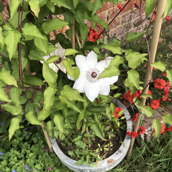 How do you make your garden pots bloom 