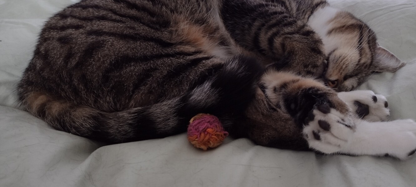 What quirky behaviour does your pet have?