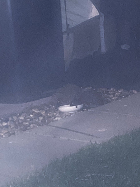 Can you train a hedgehog?