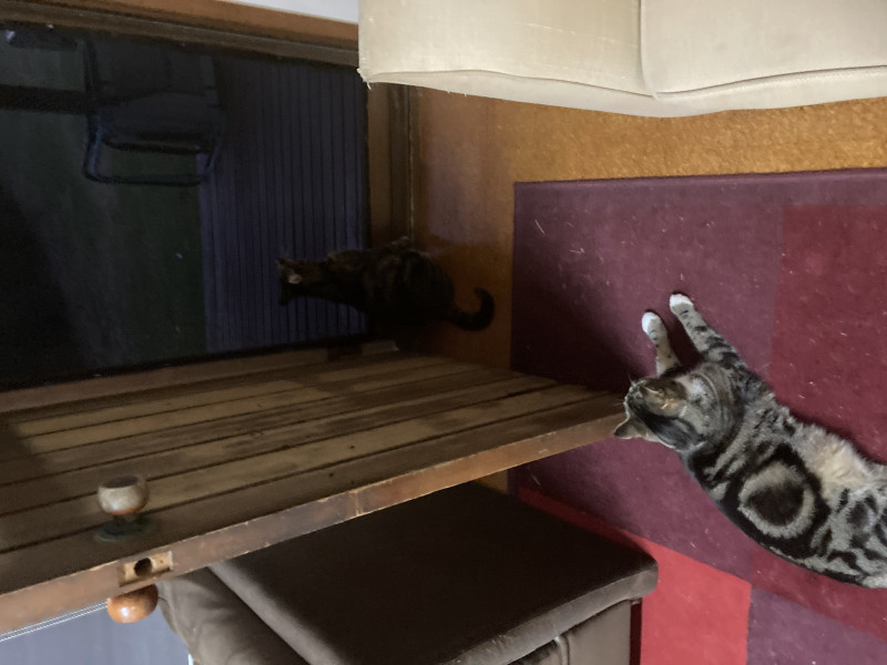Cat evolution - the open door/close the door quandry