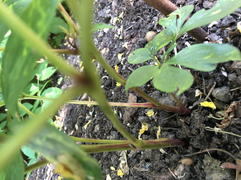 Peony help