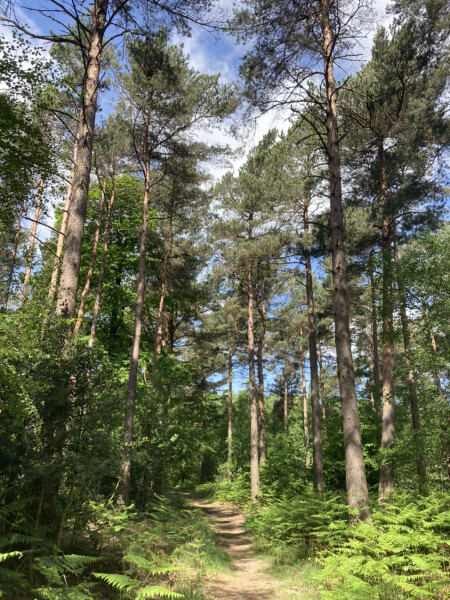 Come chat hiking with me!