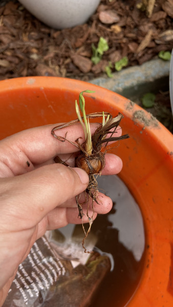 Are these old crocosmia corms alive