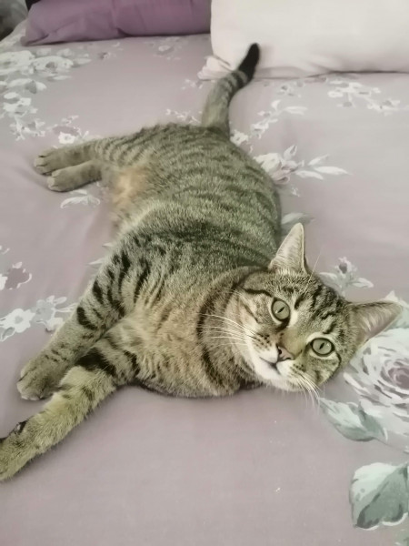 Let's see your relaxed cats