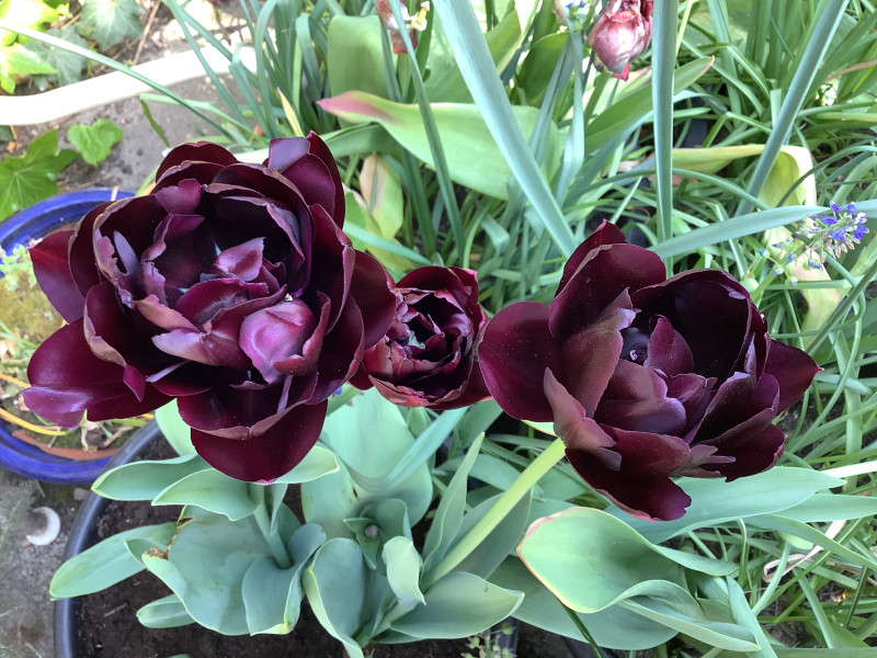 Are these the very best tulips?