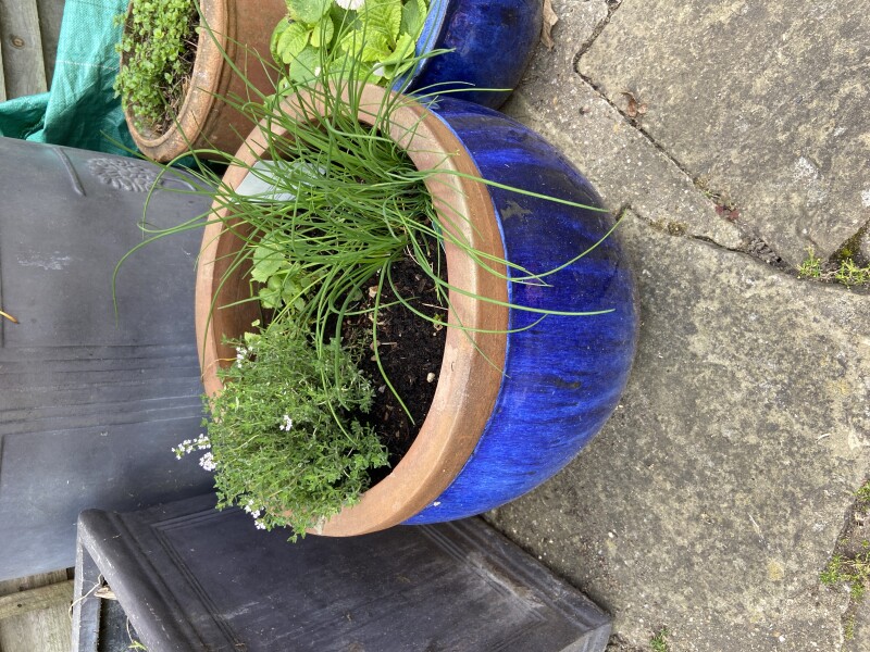 Why are my herbs all so weedy?