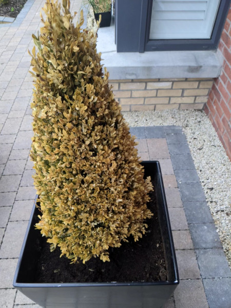 Anyone know anything about boxwoods? 