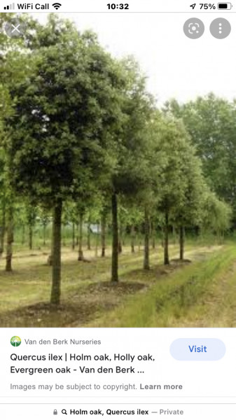 I want trees round the edge like this, how?!  Anyone good at identifying trees/bushes?