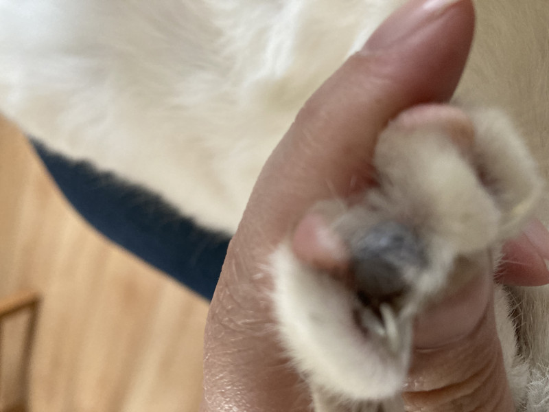 Found a grey lump near cat claw