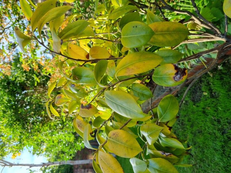 Camelia tree yellow/scorched leaves