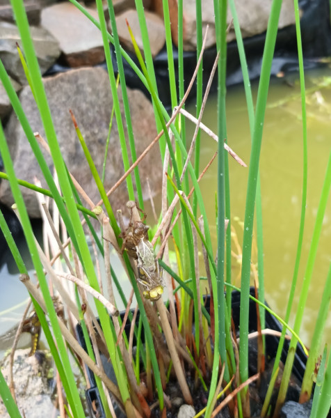 Nature Notes: the 2022 edition