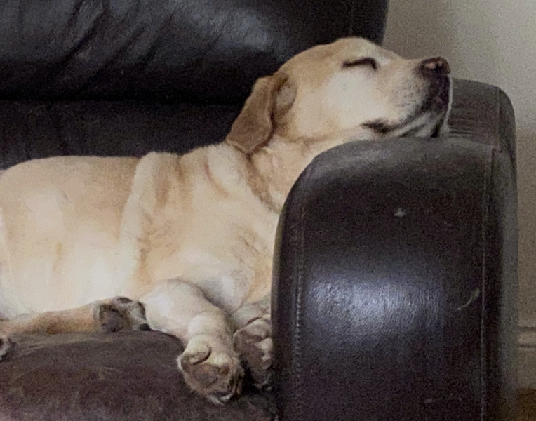 Tell me to stop looking at Labrador puppies