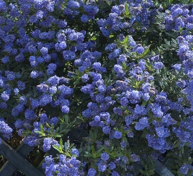 HELP...What on earth's happened to this bush!!!