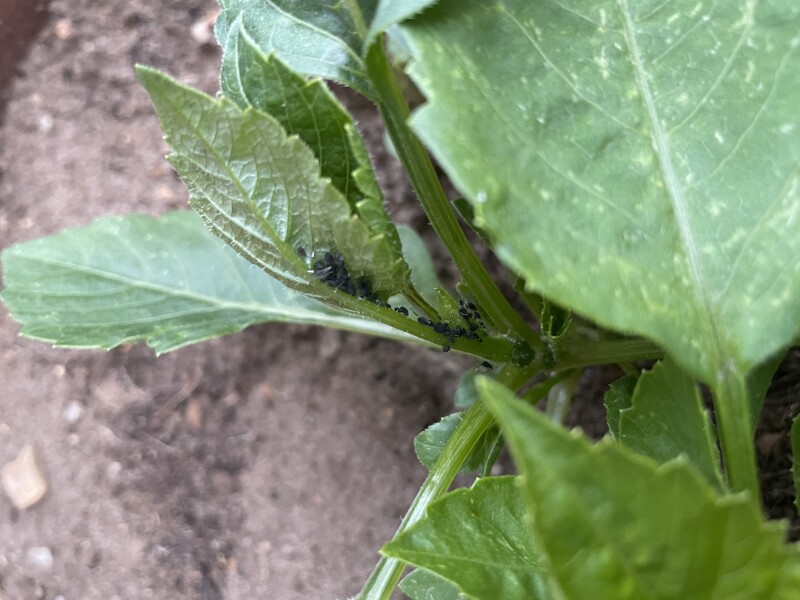 What are these black things on my daliahs 