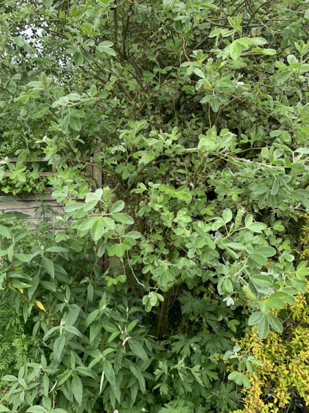 Eco way to kill snails and slugs